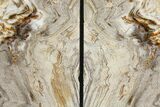 Tall, Petrified Wood Bookends - Oregon #111112-2